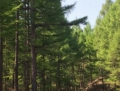 城郊林场标的号2