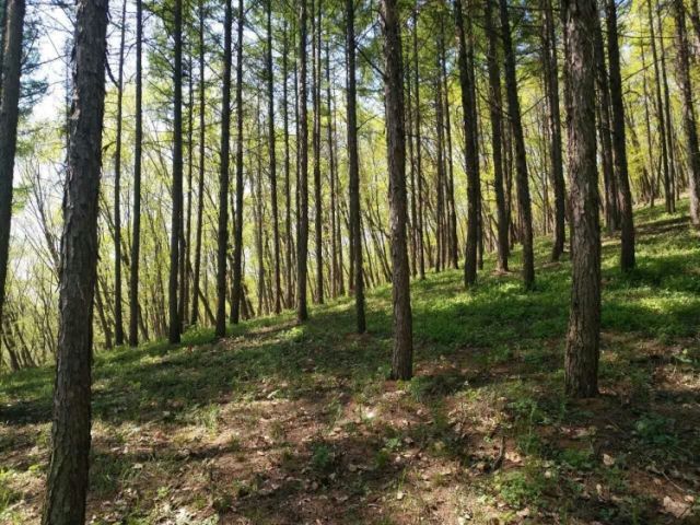 英额门林场标的号14