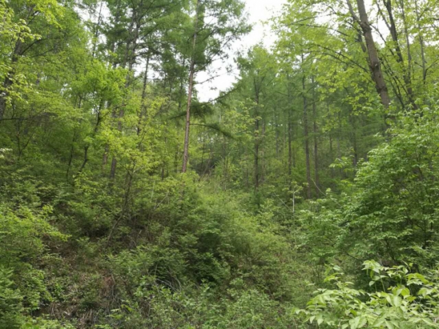 三块石林场 1号标 占背村33/86-1主伐