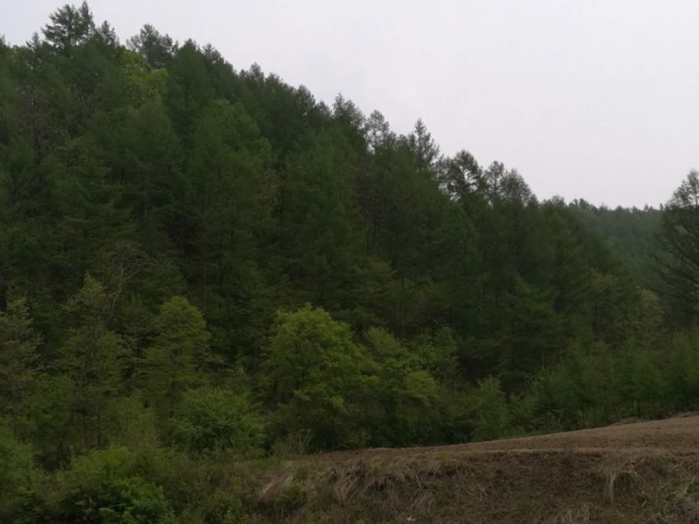 温道林场3号标上马南山背45/4短轮伐