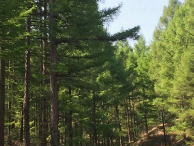 城郊林场标的号32