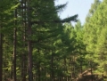 城郊林场标的号33