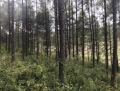 英额门林场标的号27