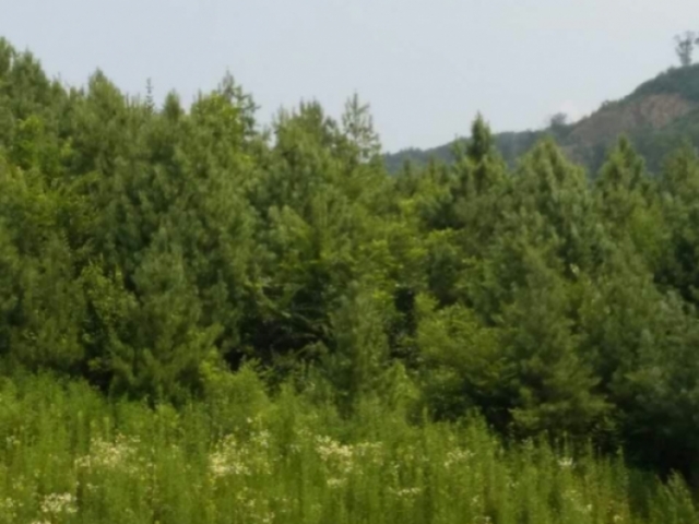 苍石林场 标的号14