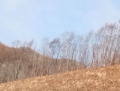 甘井子林场7号标的