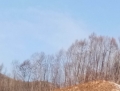 甘井子林场7号标的