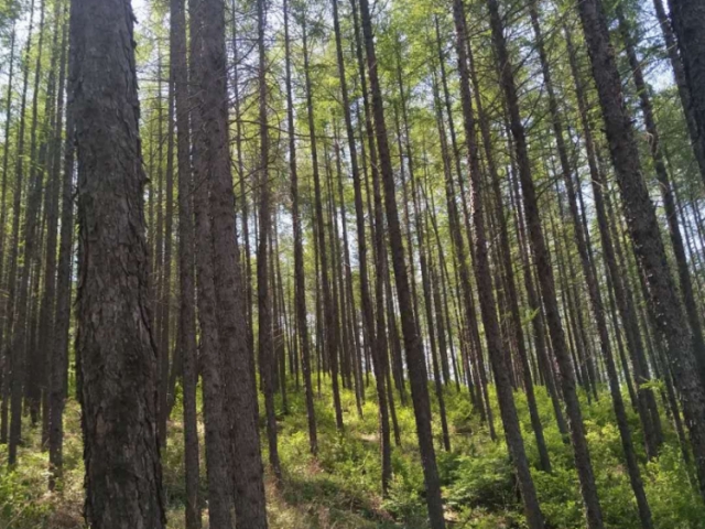 杨树崴林场标的号50
