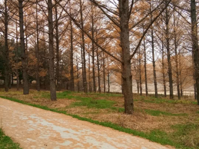 大孤家林场26号标的