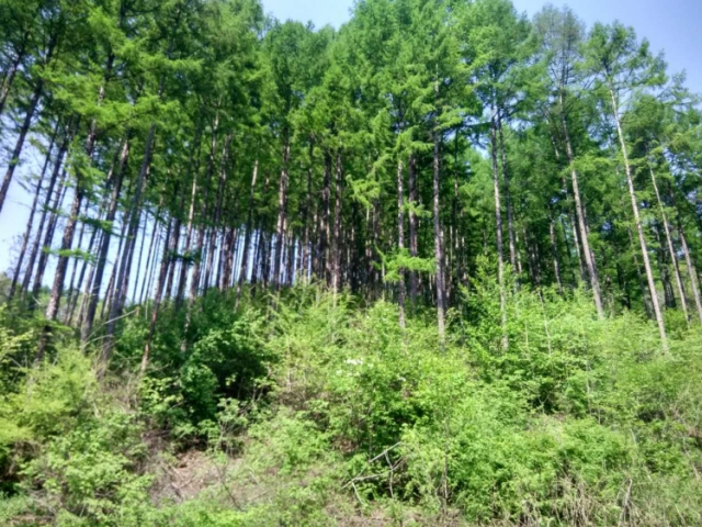 北三家林场9