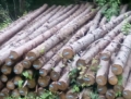 永陵林场4标的