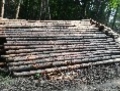 钢山林场1号标的