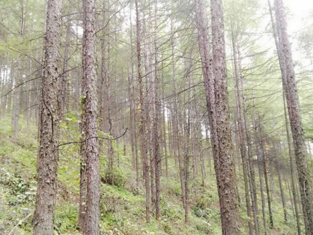 大东沟林场1号标