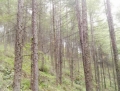 大东沟林场1号标