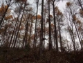 大东沟林场1号标