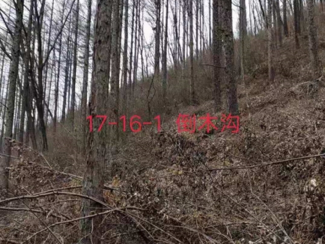 三道关林场4号标（立木）