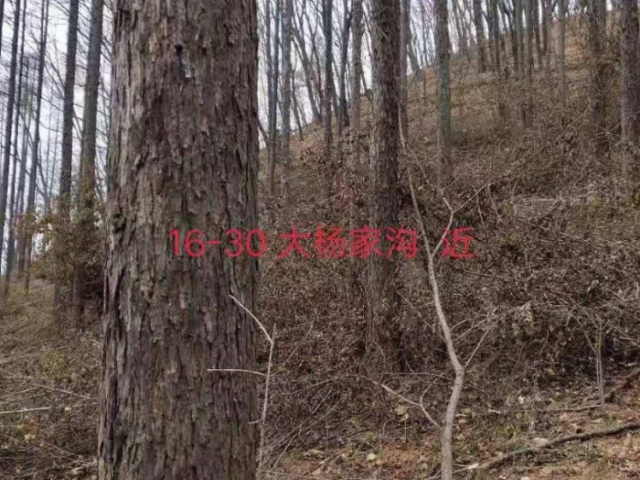 三道关林场5号标（立木）
