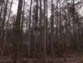 北旺清林场4号（立木）