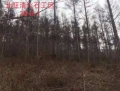 北旺清木材5号（立木）