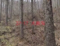 三道关林场4号标（立木）