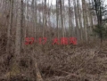 三道关林场4号标（立木）