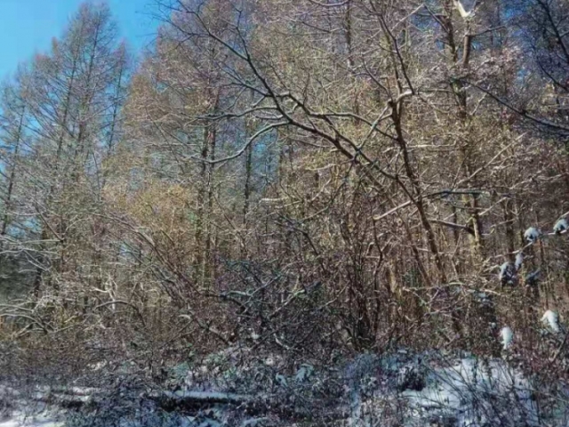 钢山林场6号标（立木）
