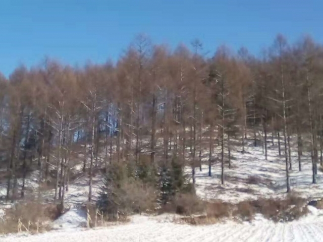 永陵林场6号标（立木）
