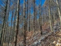 钢山林场6号标（立木）