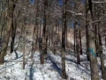 钢山林场6号标（立木）