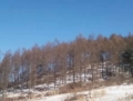 永陵林场6号标（立木）