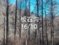 边外林场2号标（立木）