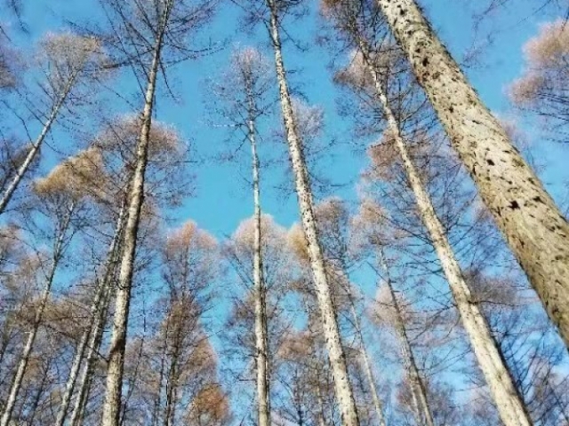 陡岭林场13号标（立木）