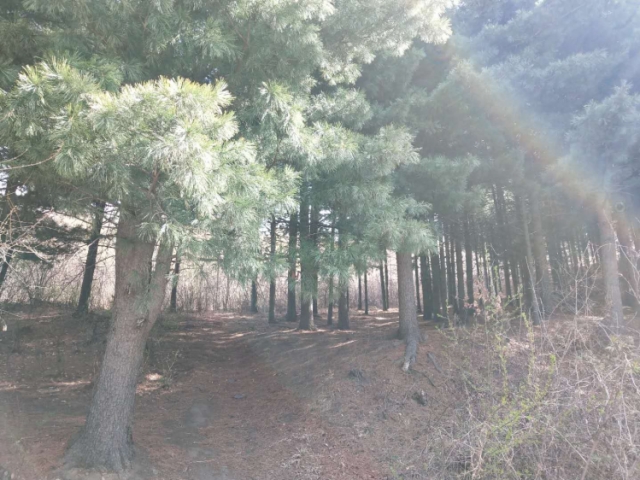 夏家堡林场标的号18