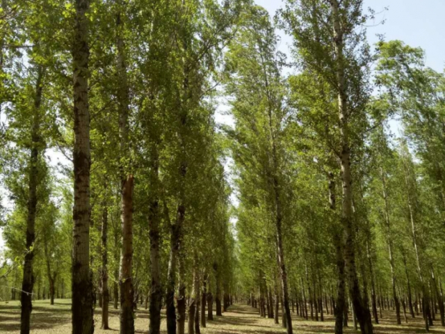 国有彰武县柳河林场城南工区2号标（8林班3-3小班）木材