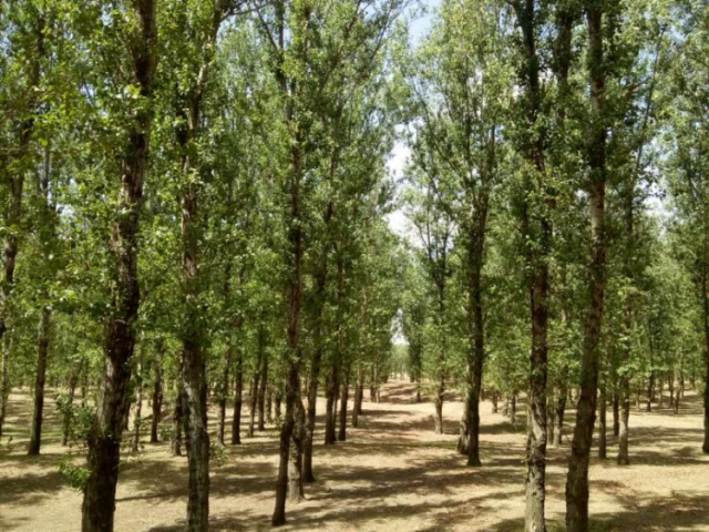 国有彰武县柳河林场马尾工区7号标（1林班6-1小班）木材