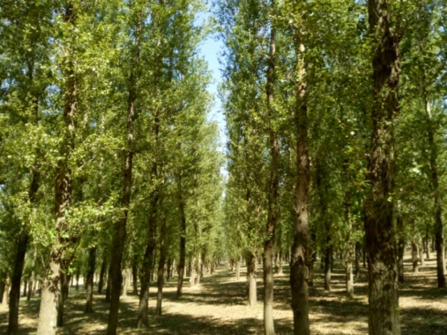 国有彰武县柳河林场马尾工区9号标（8林班5-1小班）木材