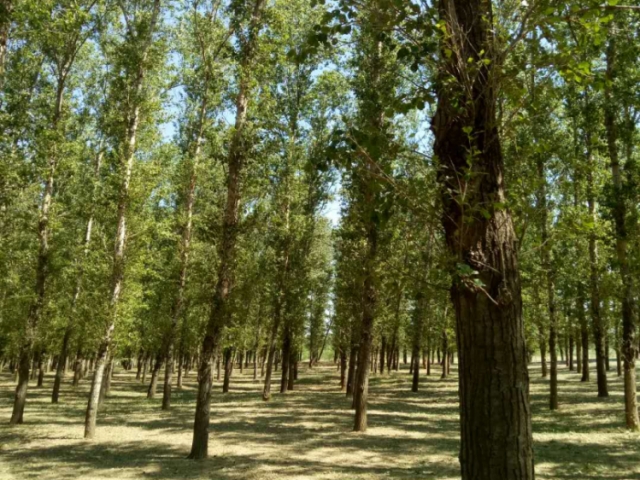 国有彰武县柳河林场马尾工区2号标（1林班6-2小班）木材