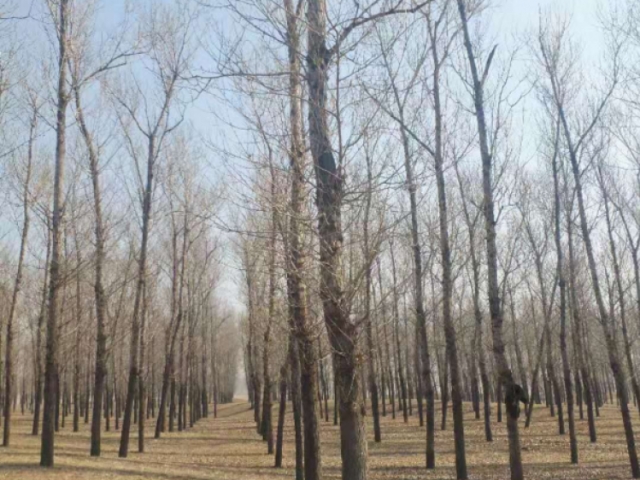 柳河林场马尾工区1号标